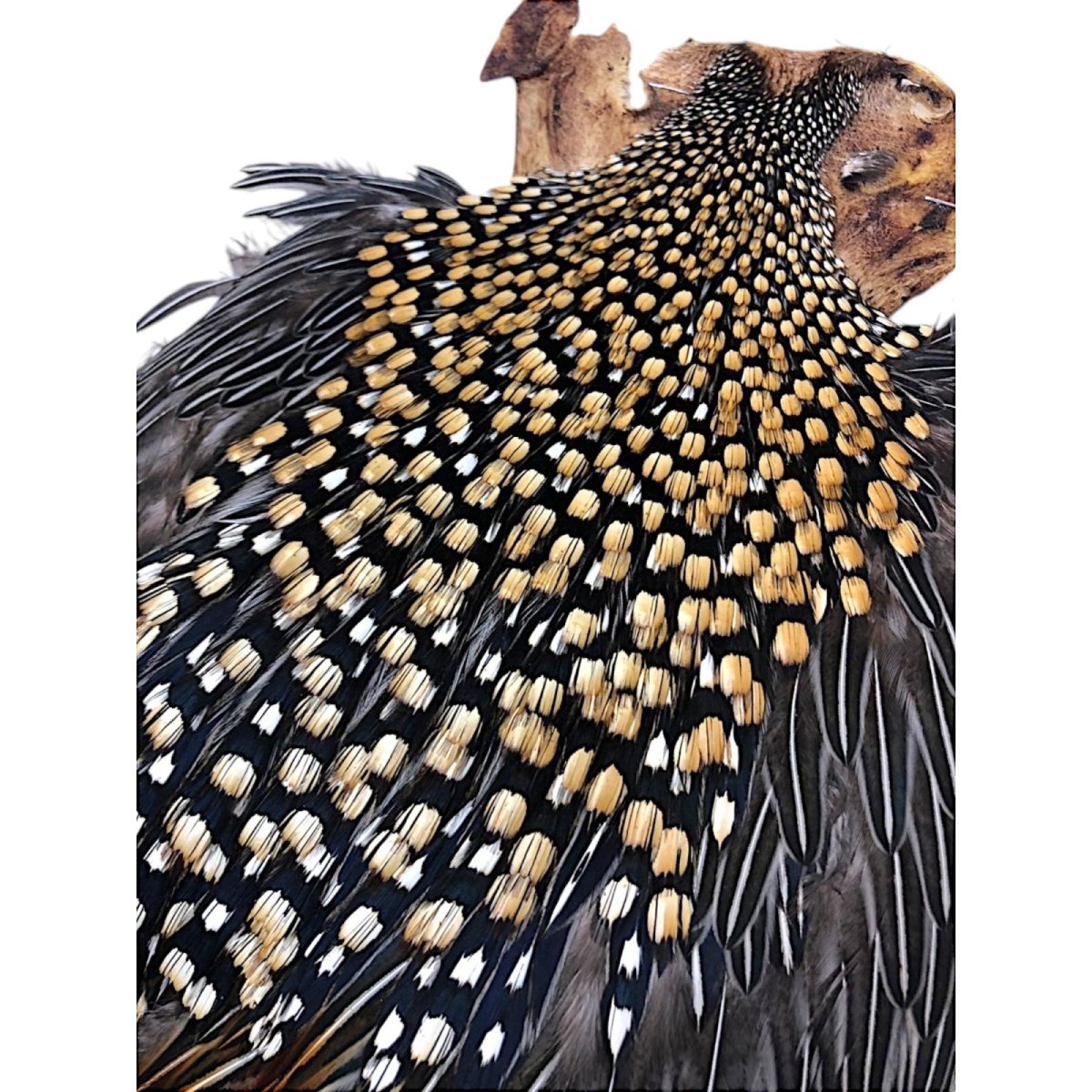 画像4: ジャングルコック NO2 JUNGLE COCK (4)