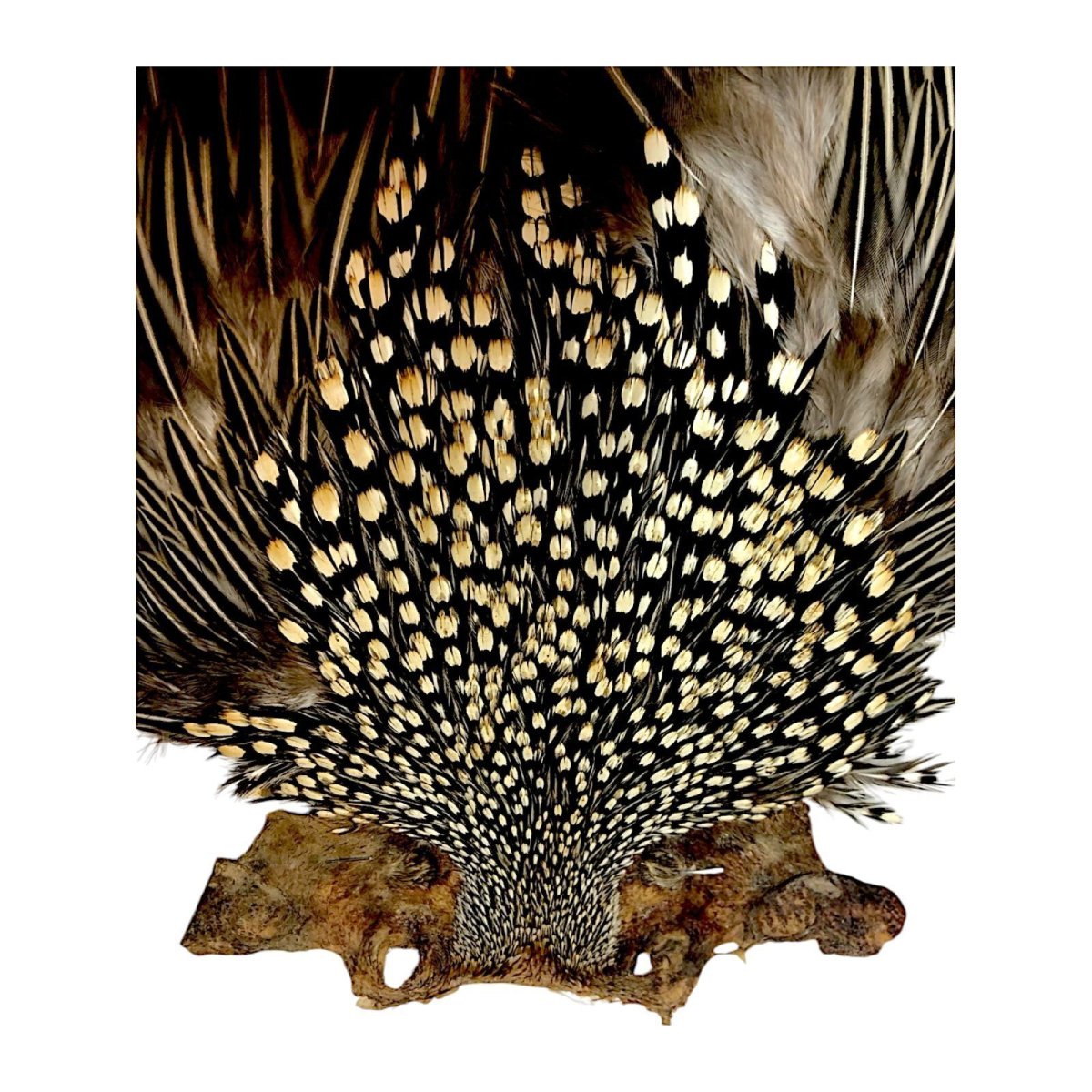 画像2: ジャングルコック NO7 JUNGLE COCK (2)