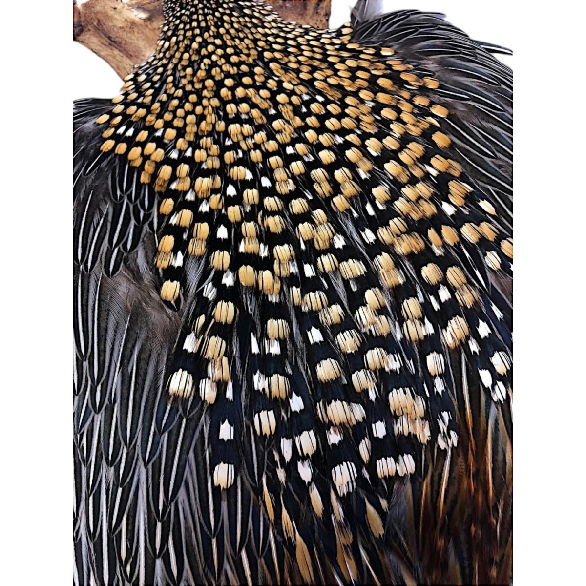 画像3: ジャングルコック NO2 JUNGLE COCK (3)