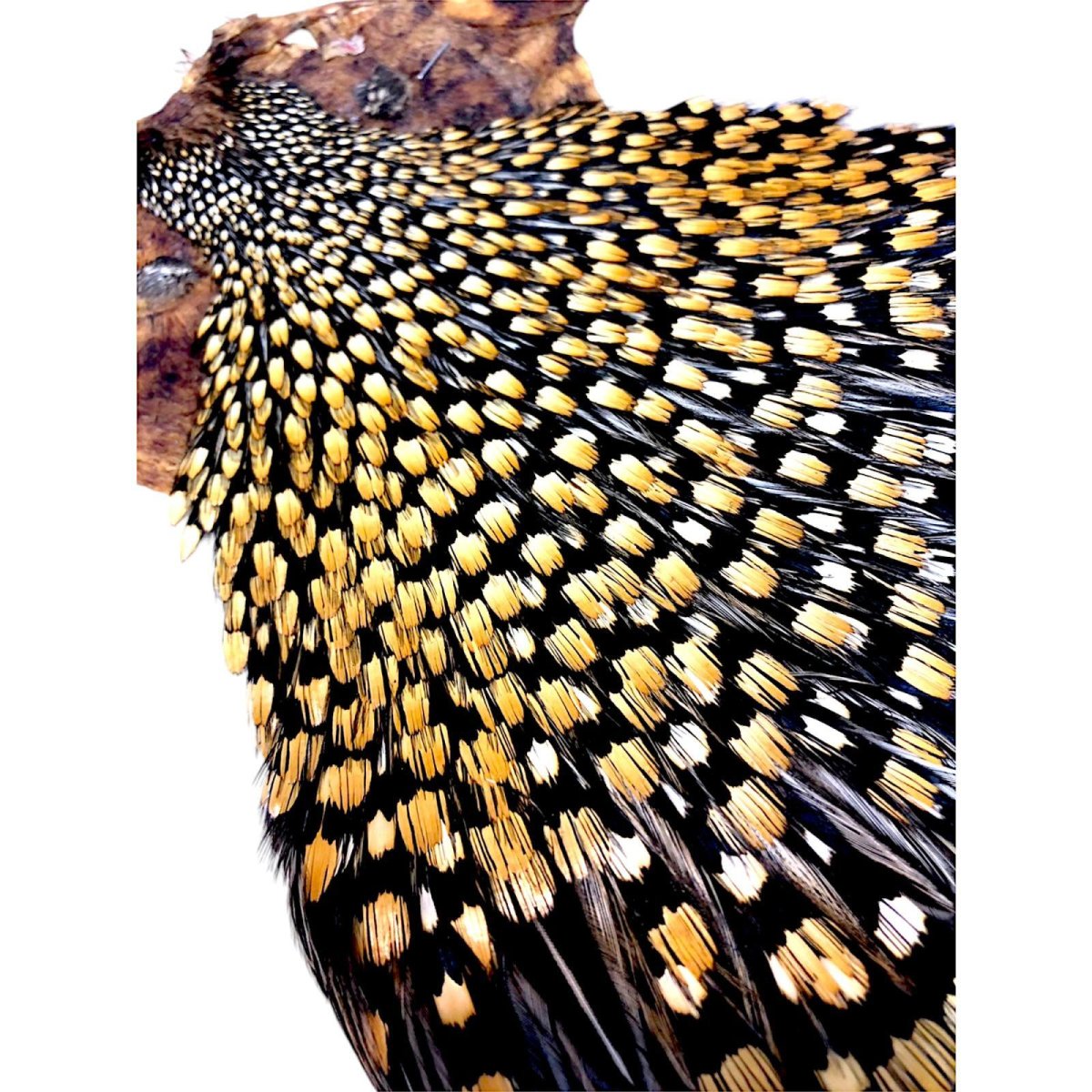 画像3: ジャングルコック NO26 JUNGLE COCK (3)