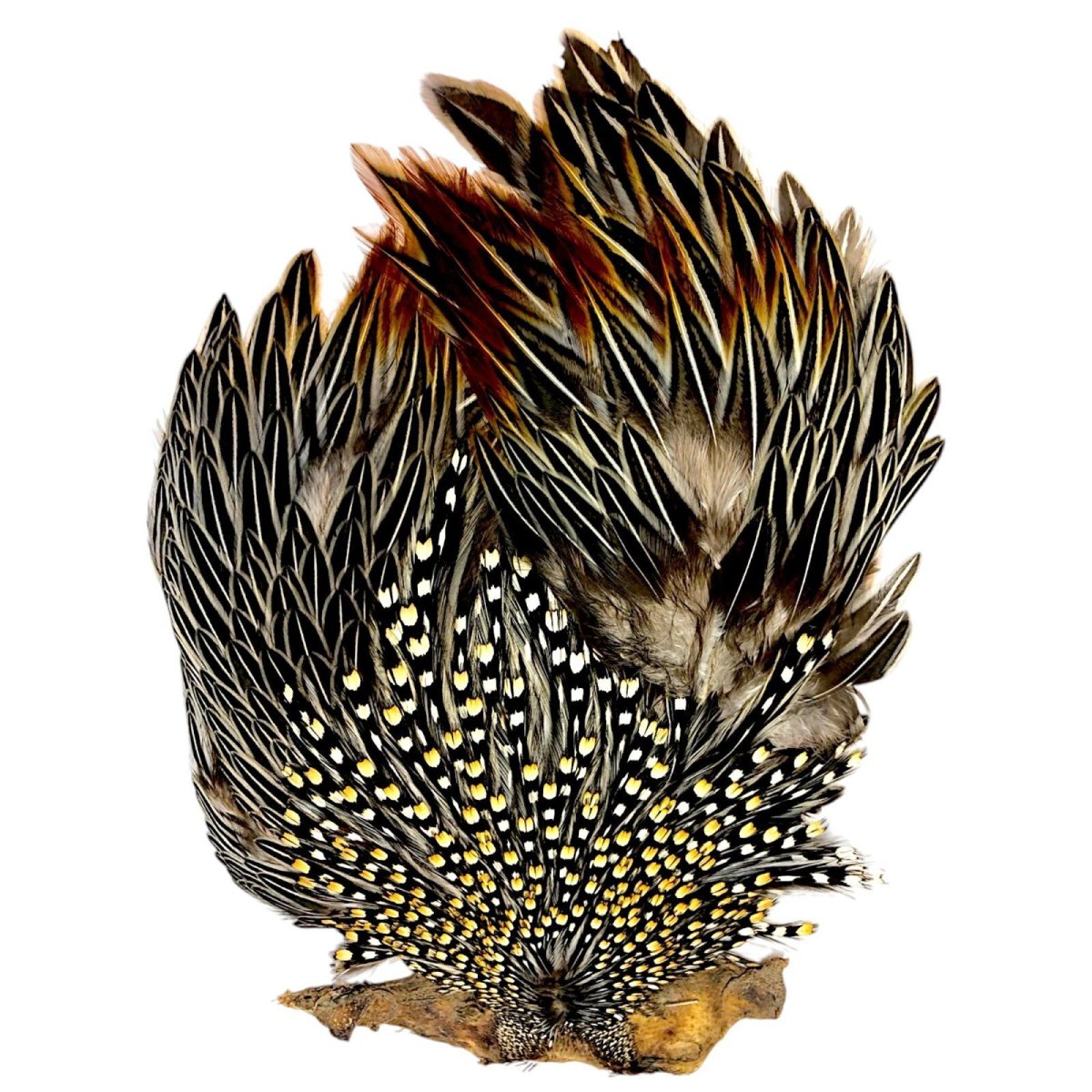 画像1: ジャングルコック　NO24　JUNGLE　COCK (1)