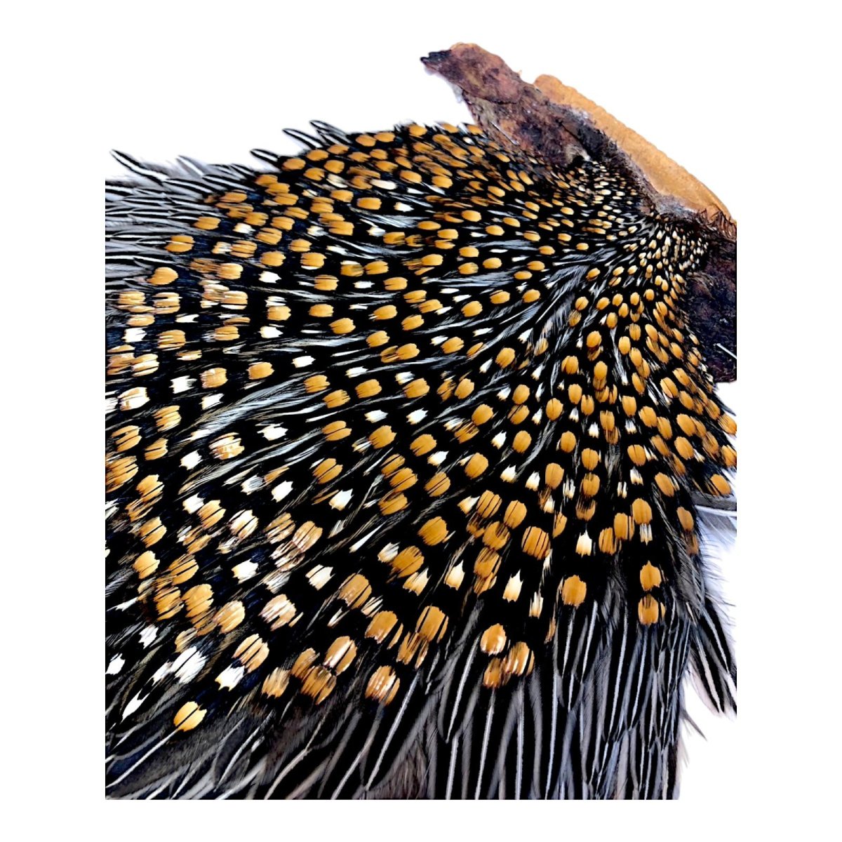 画像4: ジャングルコック NO9 JUNGLE COCK (4)