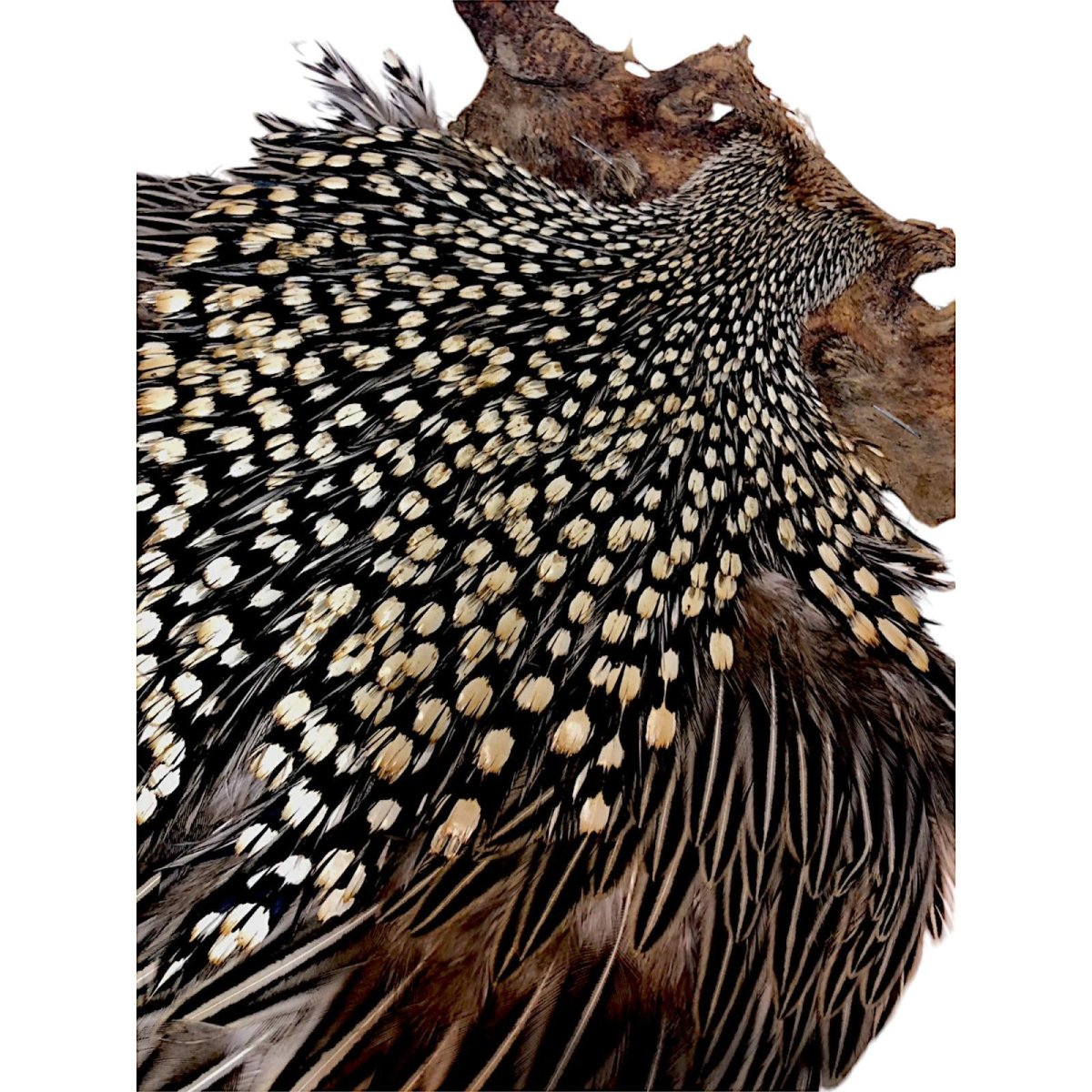 画像4: ジャングルコック NO7 JUNGLE COCK (4)