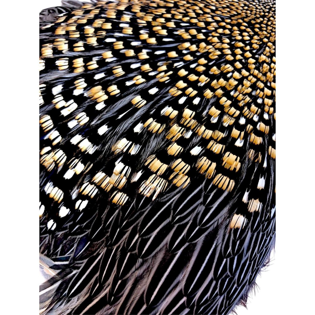 画像4: ジャングルコック NO28 JUNGLE COCK (4)