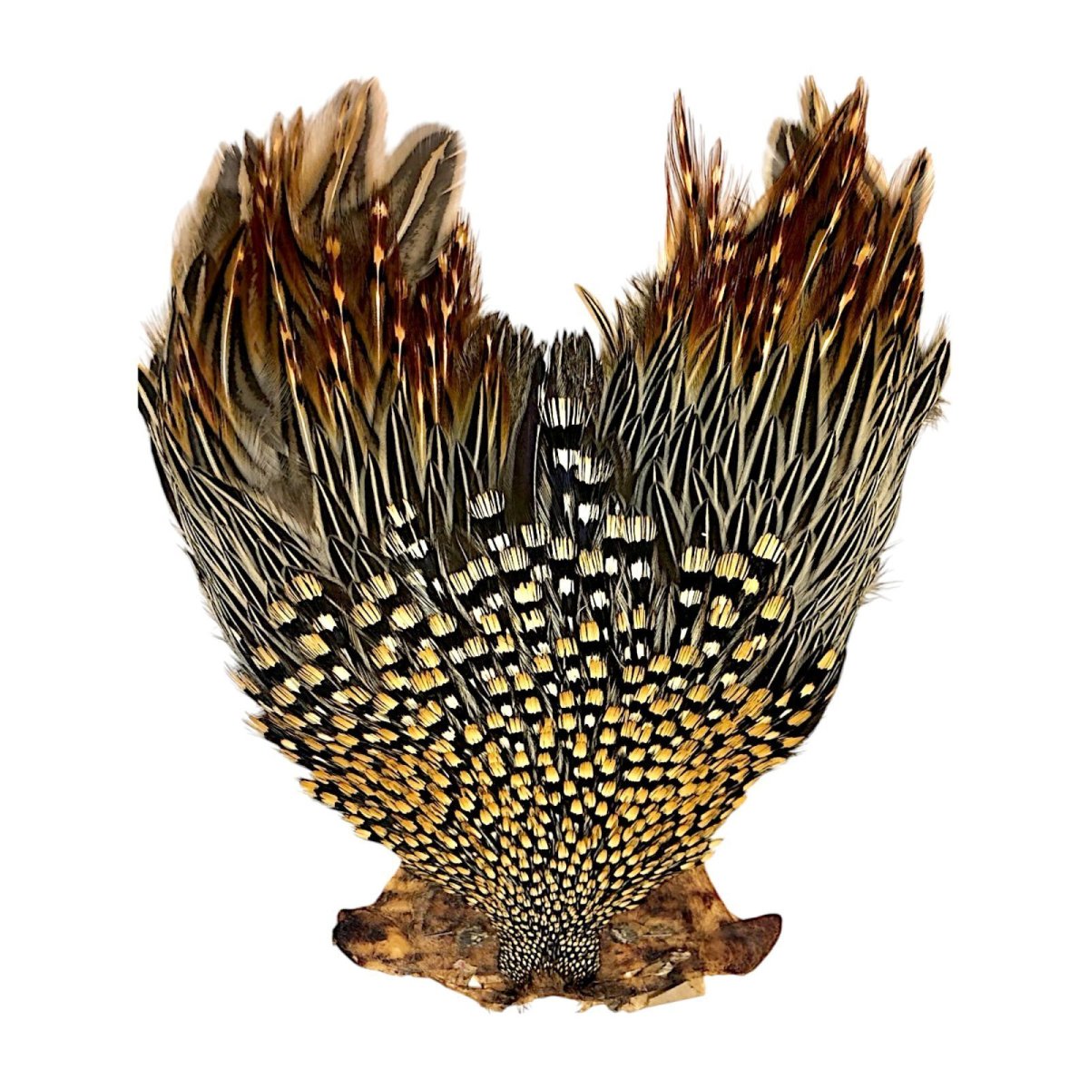 画像1: ジャングルコック　NO26　JUNGLE　COCK (1)