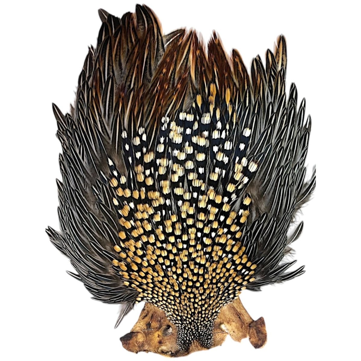 画像1: ジャングルコック　NO2　JUNGLE　COCK (1)
