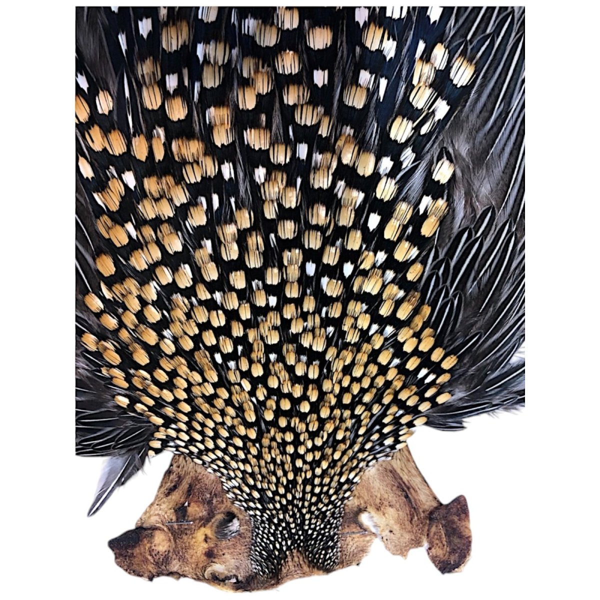 画像2: ジャングルコック NO2 JUNGLE COCK (2)