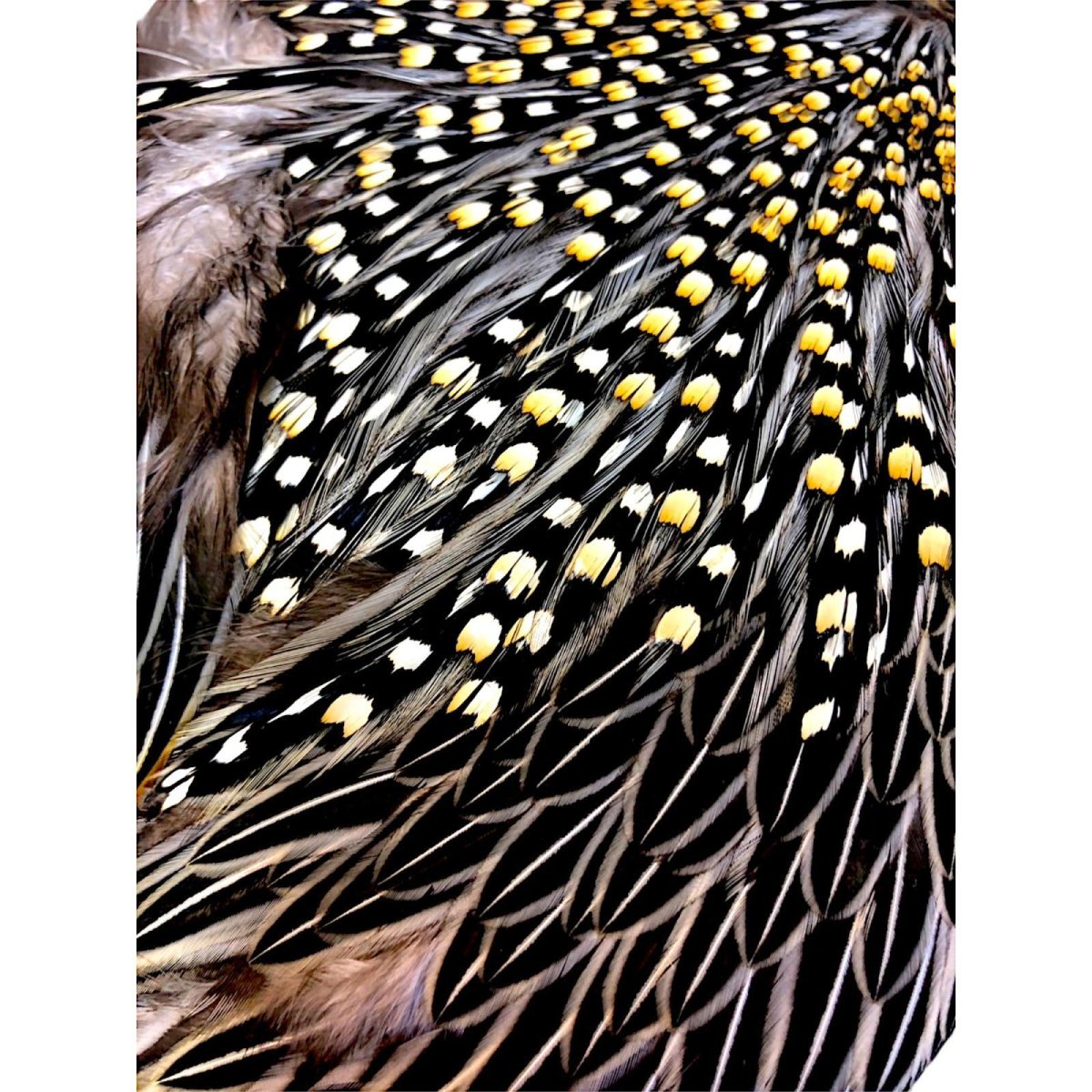 画像4: ジャングルコック NO24 JUNGLE COCK (4)