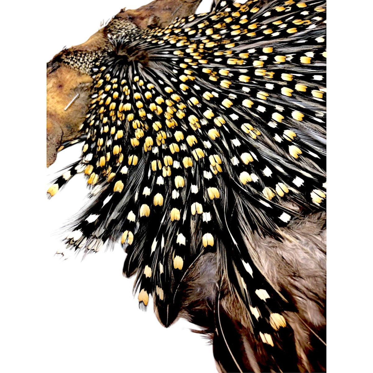 画像3: ジャングルコック NO24 JUNGLE COCK (3)