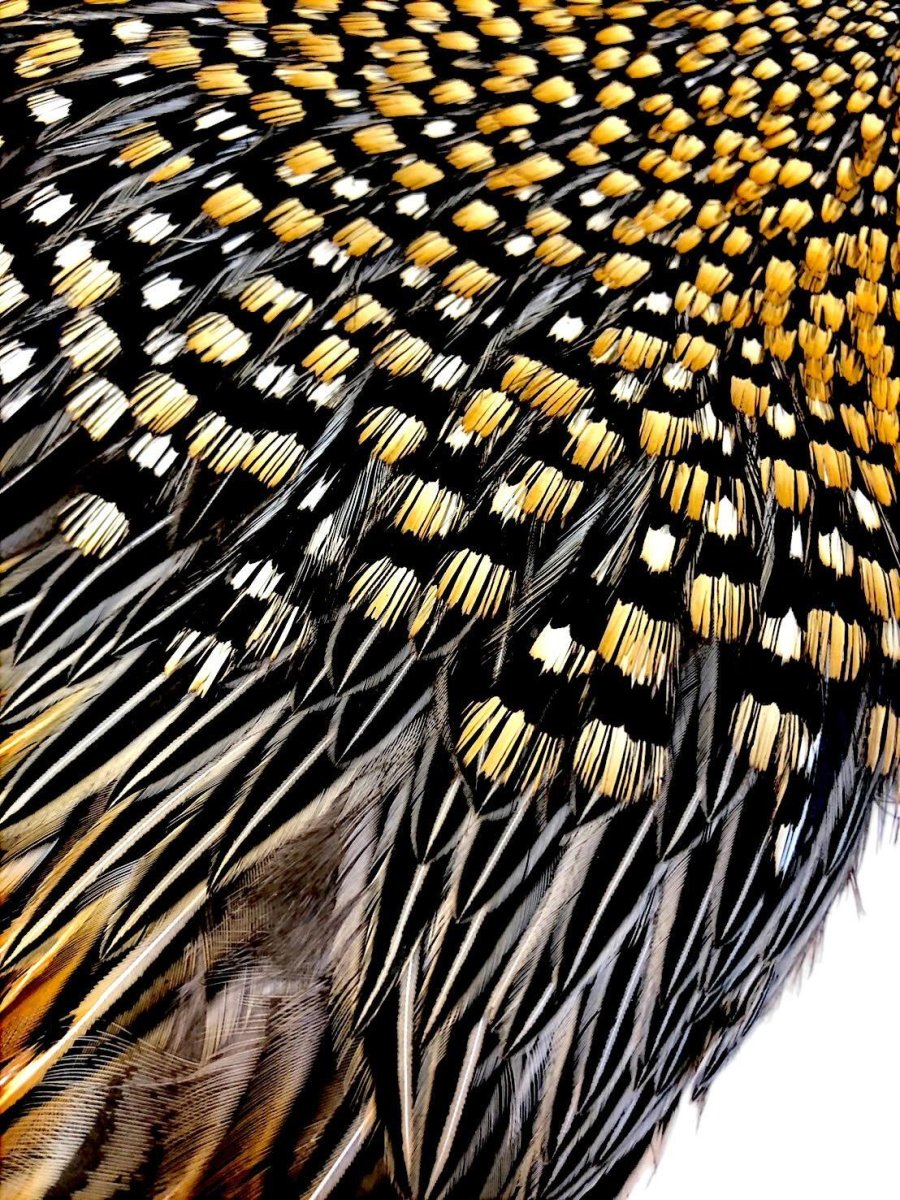 画像4: ジャングルコック NO26 JUNGLE COCK (4)