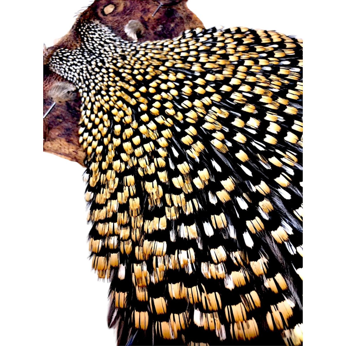 画像3: ジャングルコック NO28 JUNGLE COCK (3)