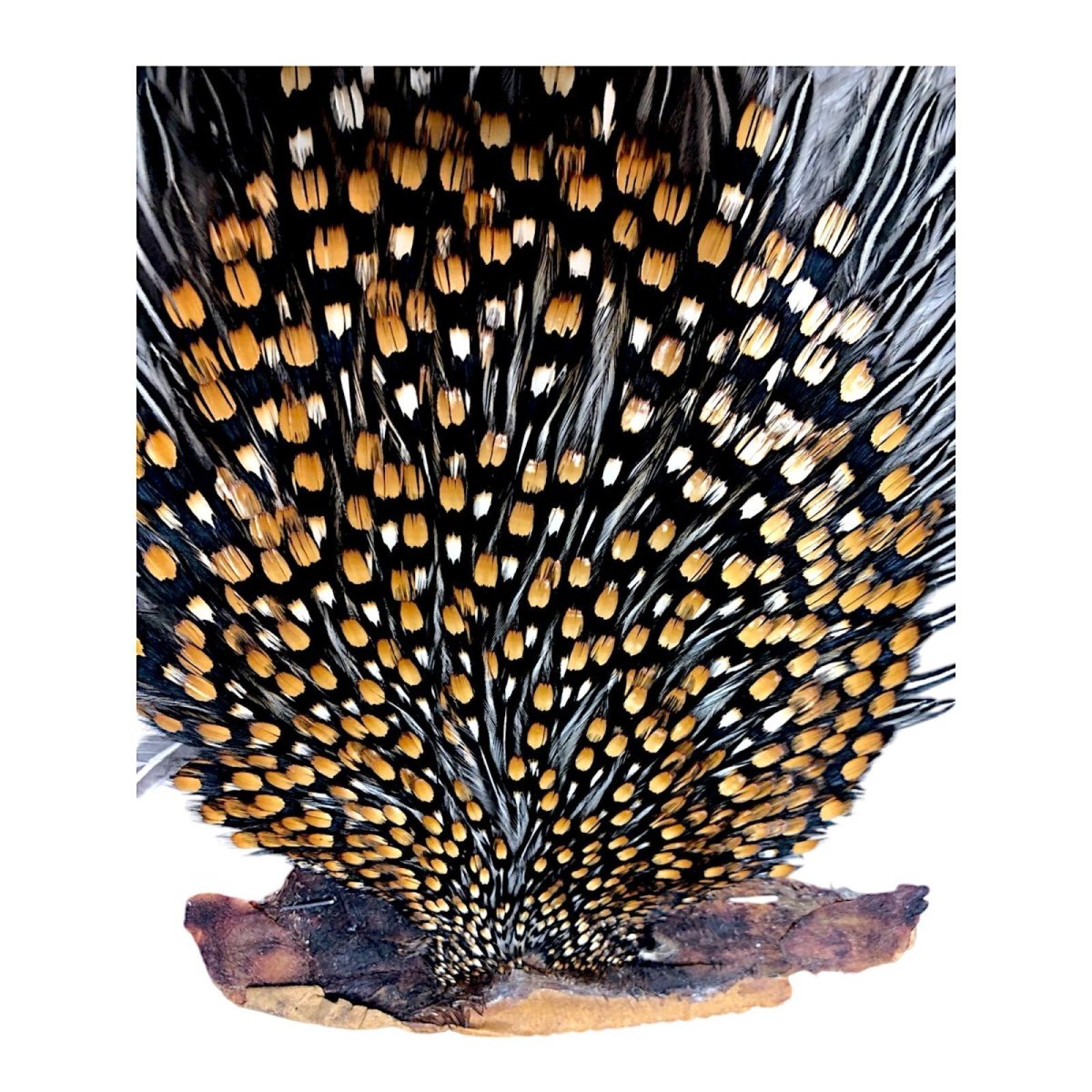 画像2: ジャングルコック NO9 JUNGLE COCK (2)