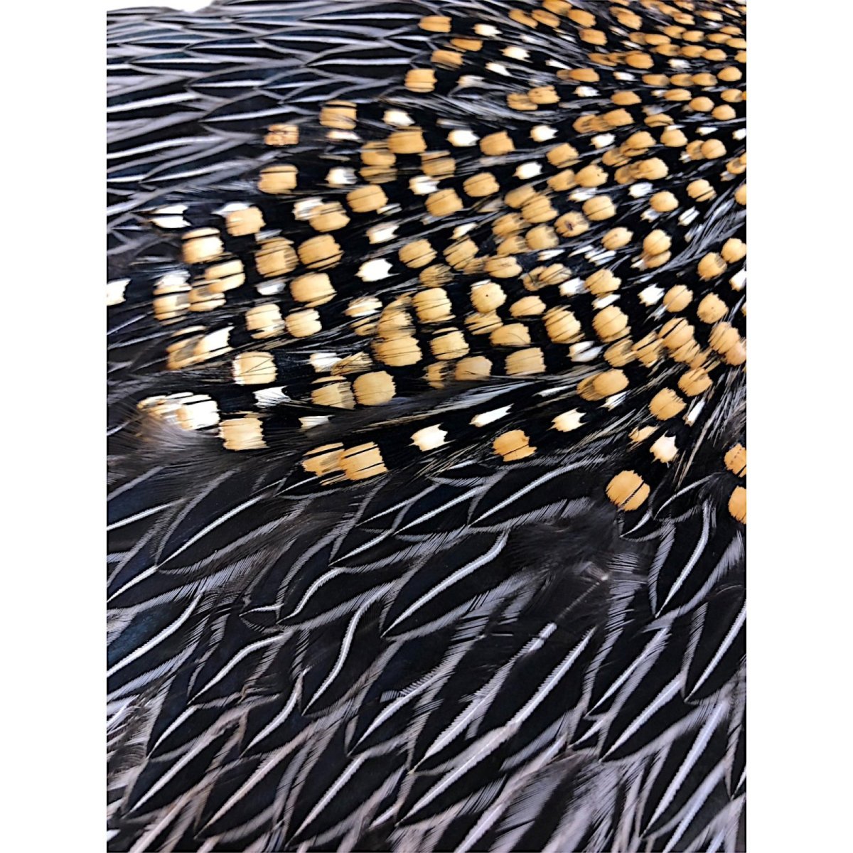 画像4: ジャングルコック NO1 JUNGLE COCK (4)