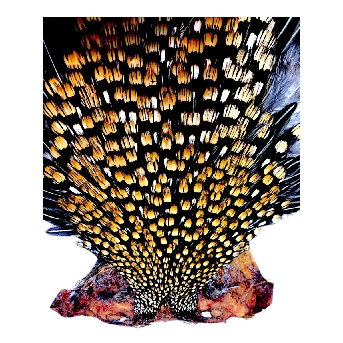 画像2: ジャングルコック NO18 JUNGLE COCK (2)