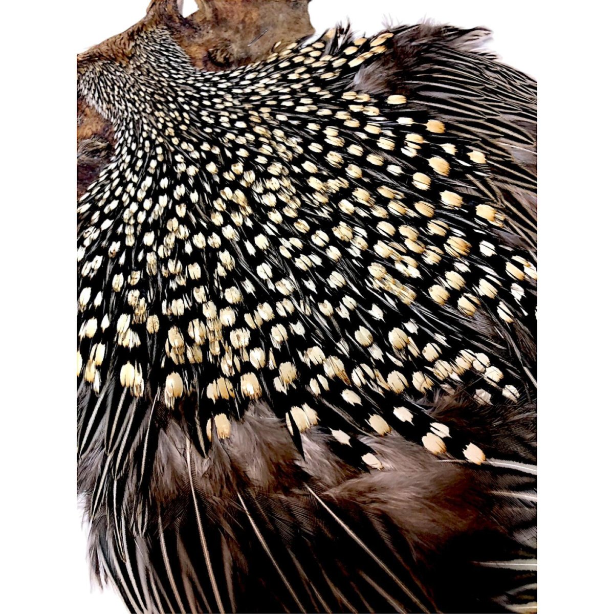 画像3: ジャングルコック NO7 JUNGLE COCK (3)