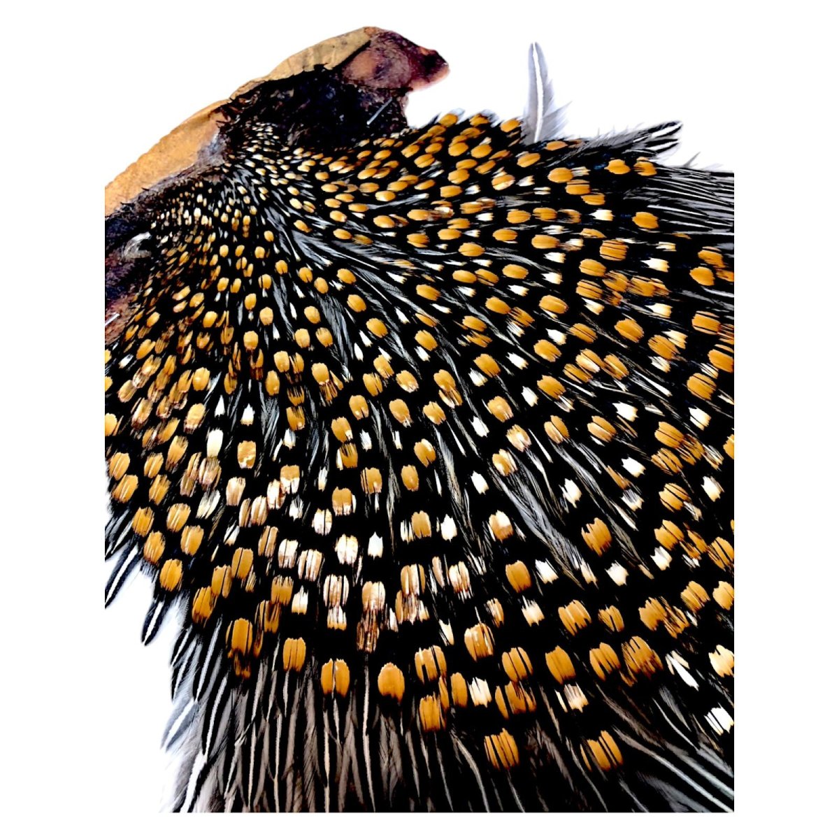 画像3: ジャングルコック NO9 JUNGLE COCK (3)