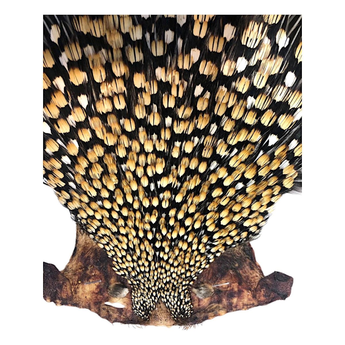 画像2: ジャングルコック NO19 JUNGLE COCK (2)