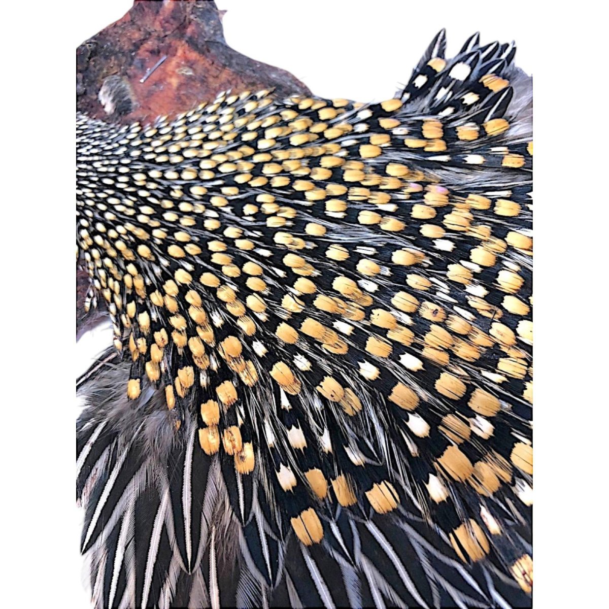 画像3: ジャングルコック NO1 JUNGLE COCK (3)