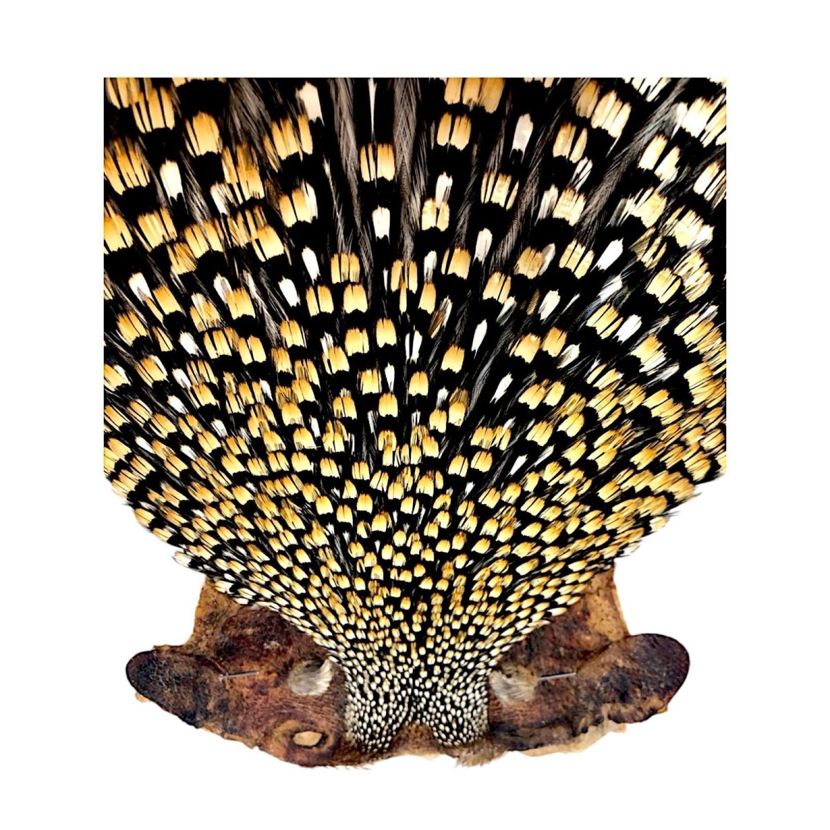 画像2: ジャングルコック NO28 JUNGLE COCK (2)