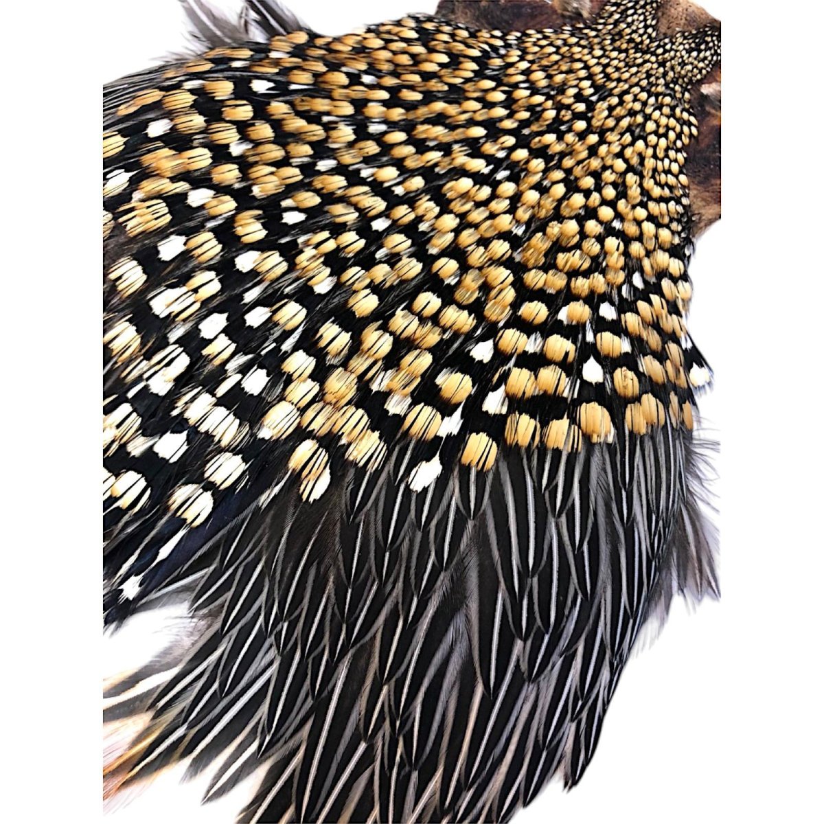 画像4: ジャングルコック NO19 JUNGLE COCK (4)