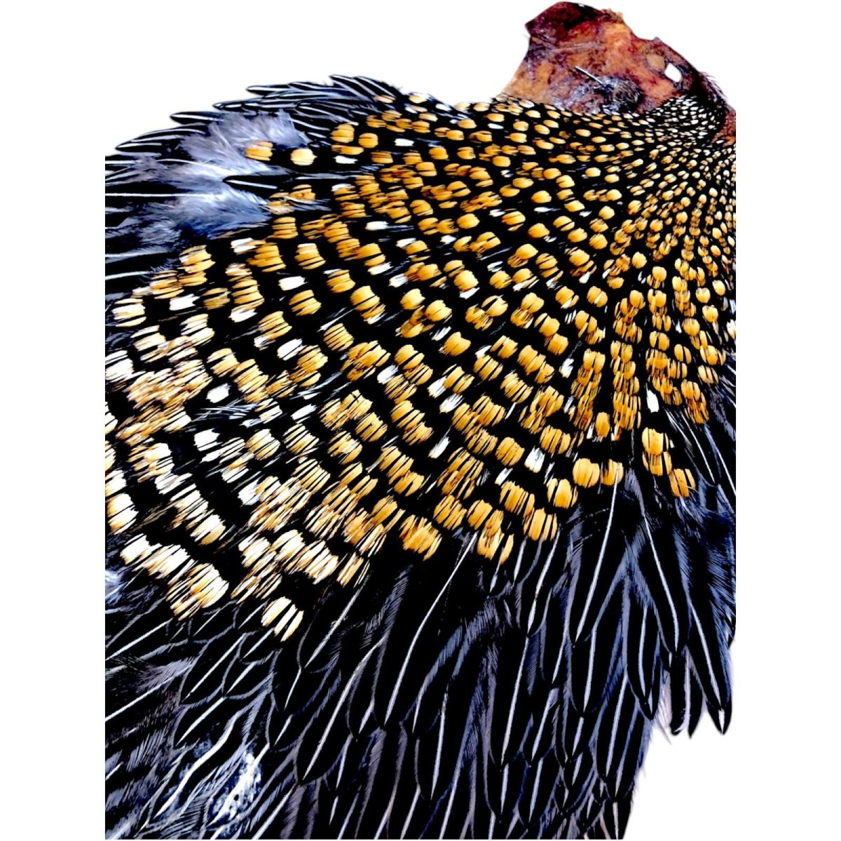 画像4: ジャングルコック NO18 JUNGLE COCK (4)