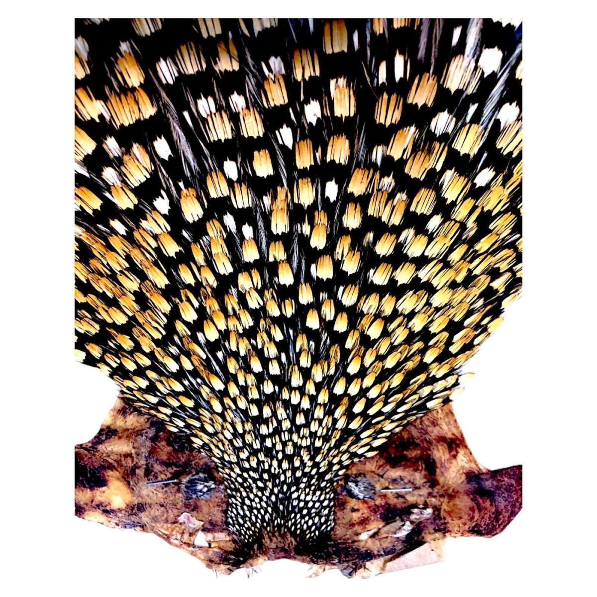 画像2: ジャングルコック NO26 JUNGLE COCK (2)