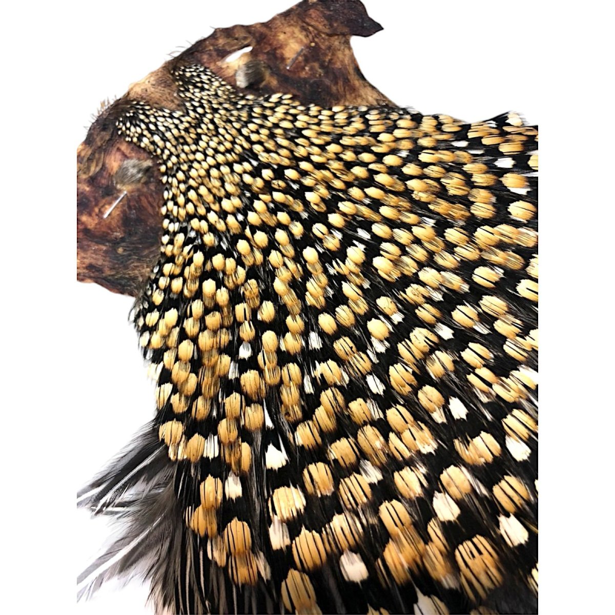 画像3: ジャングルコック NO19 JUNGLE COCK (3)