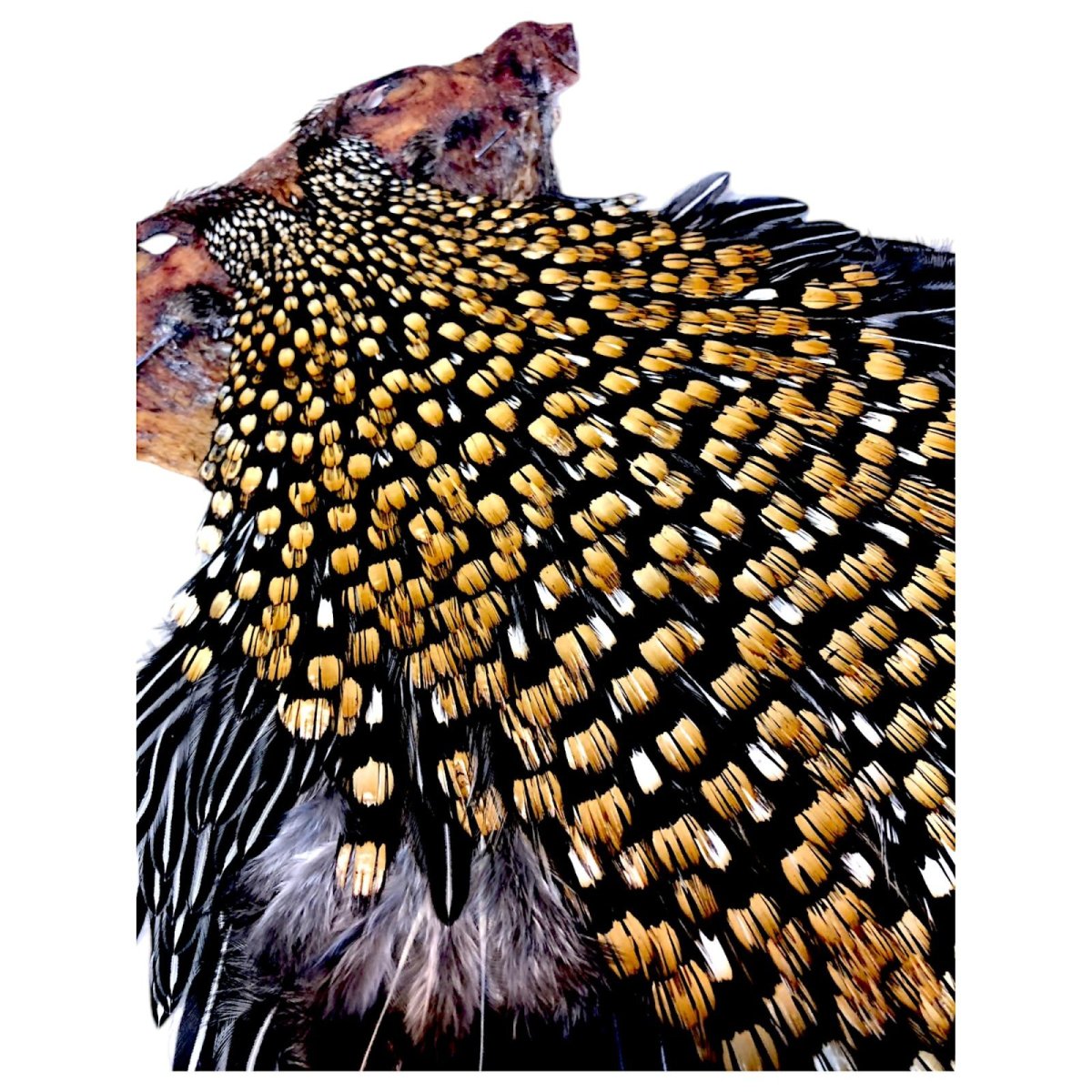 画像3: ジャングルコック NO18 JUNGLE COCK (3)