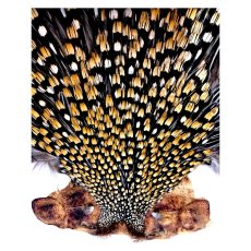 画像2: ジャングルコック　NO25　JUNGLE　COCK (2)