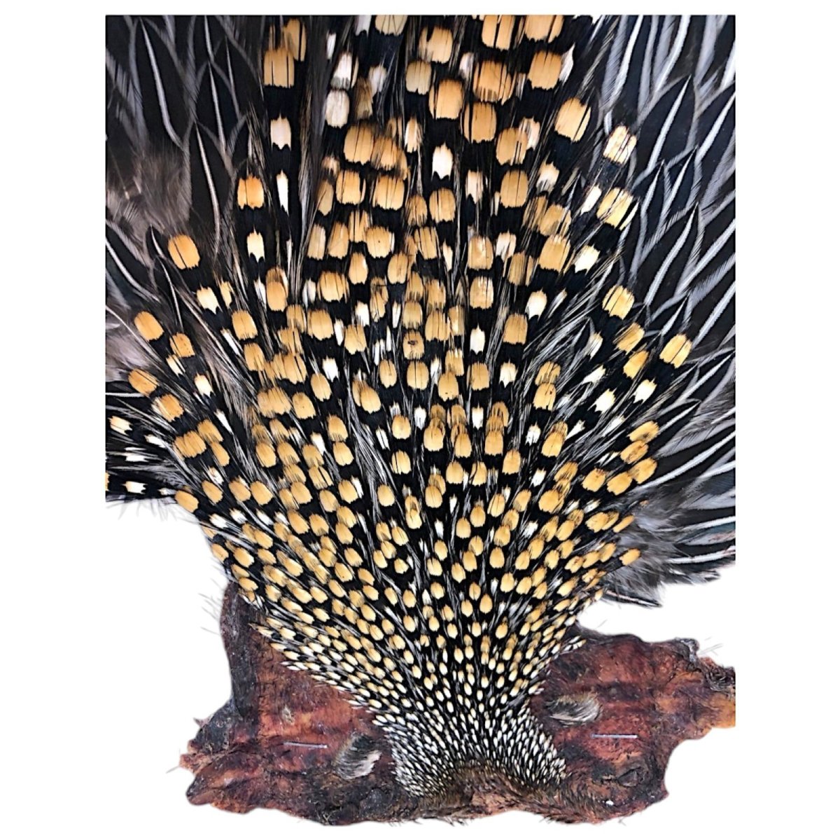 画像2: ジャングルコック NO1 JUNGLE COCK (2)