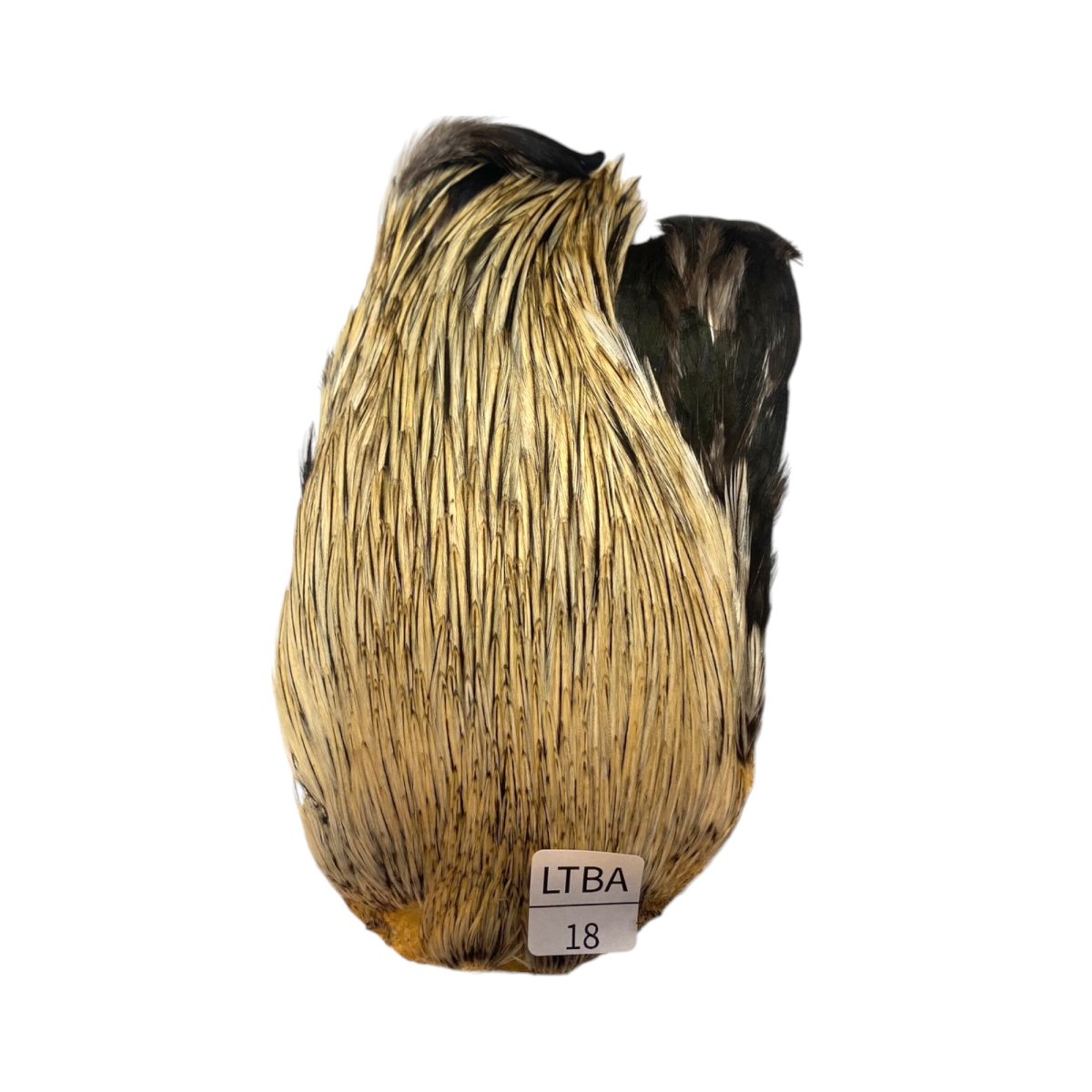 画像1: インドコックケープ India Cock Neck Cape　　ライトバジャー　NO18 (1)