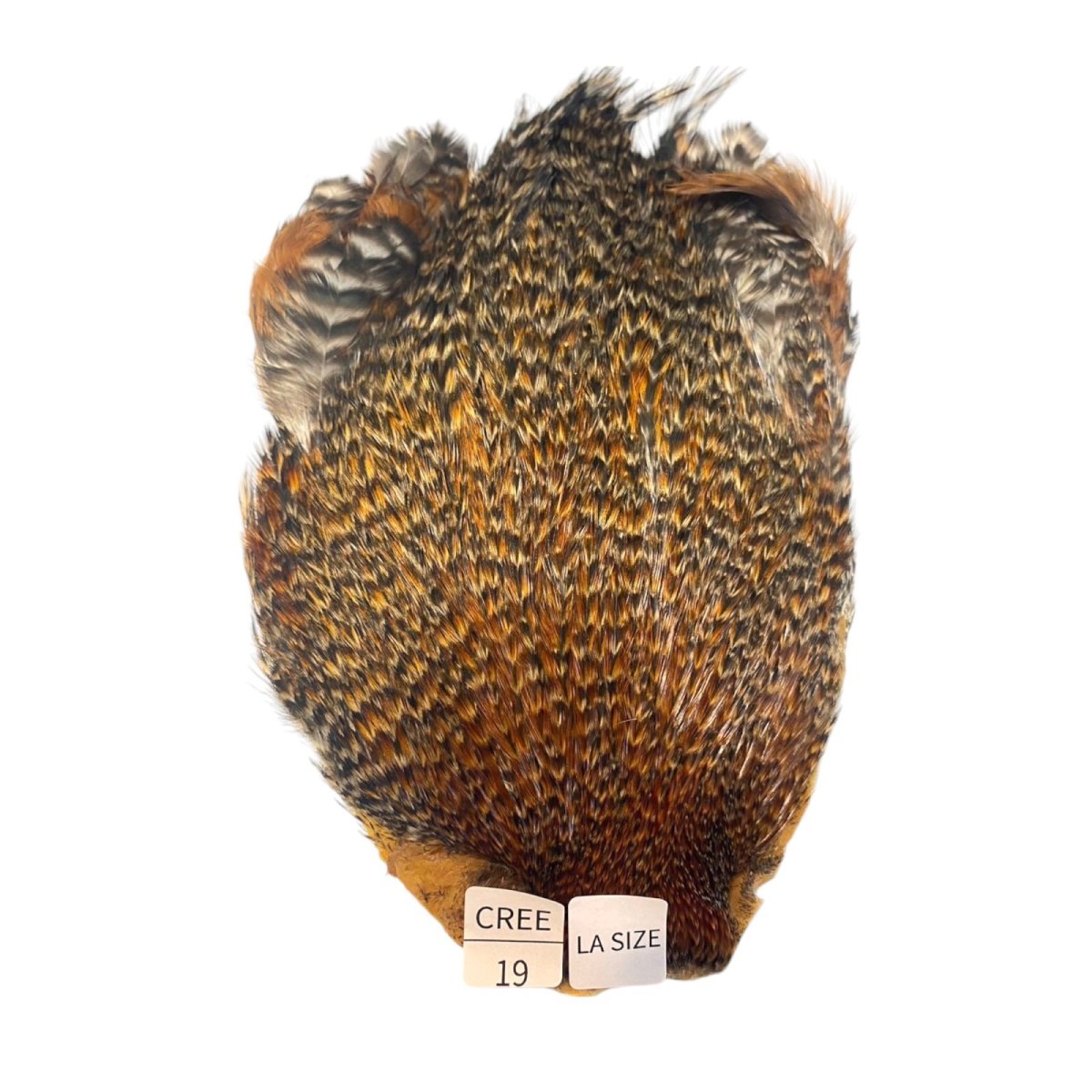 画像1: LA　SIZE　インドコックケープ India Cock Neck Cape　クリー　NO19 (1)
