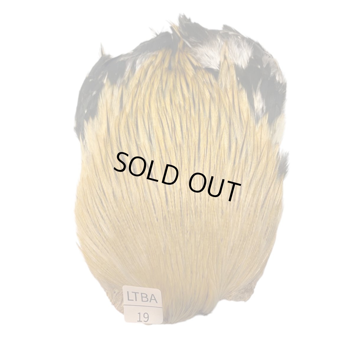 画像1: インドコックケープ India Cock Neck Cape　　ライトバジャー　NO19 (1)