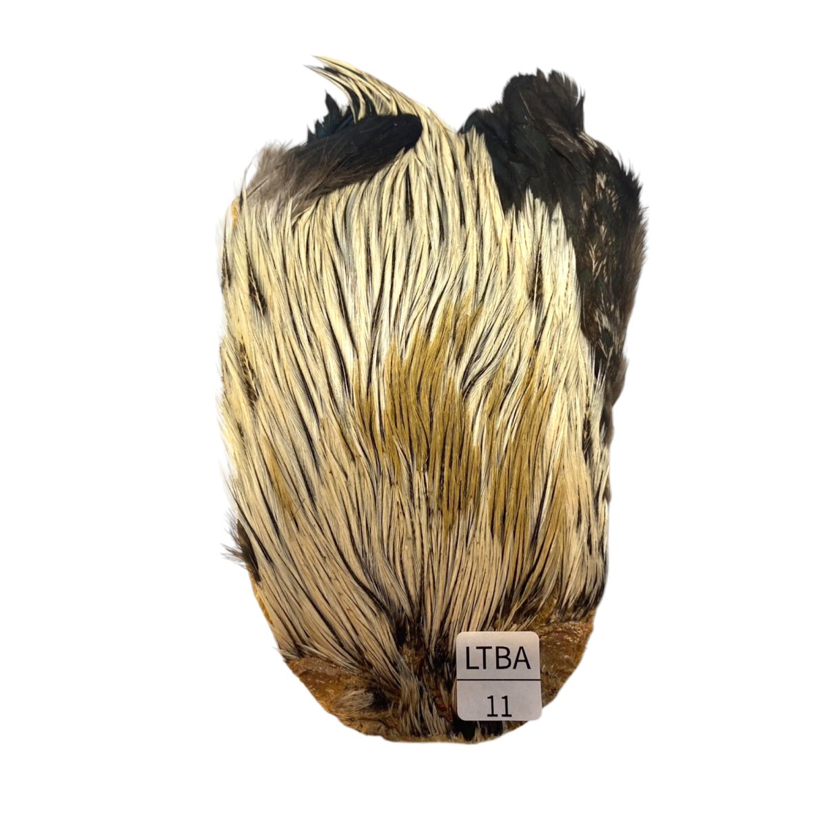 画像1: インドコックケープ India Cock Neck Cape　　ライトバジャー　NO11 (1)