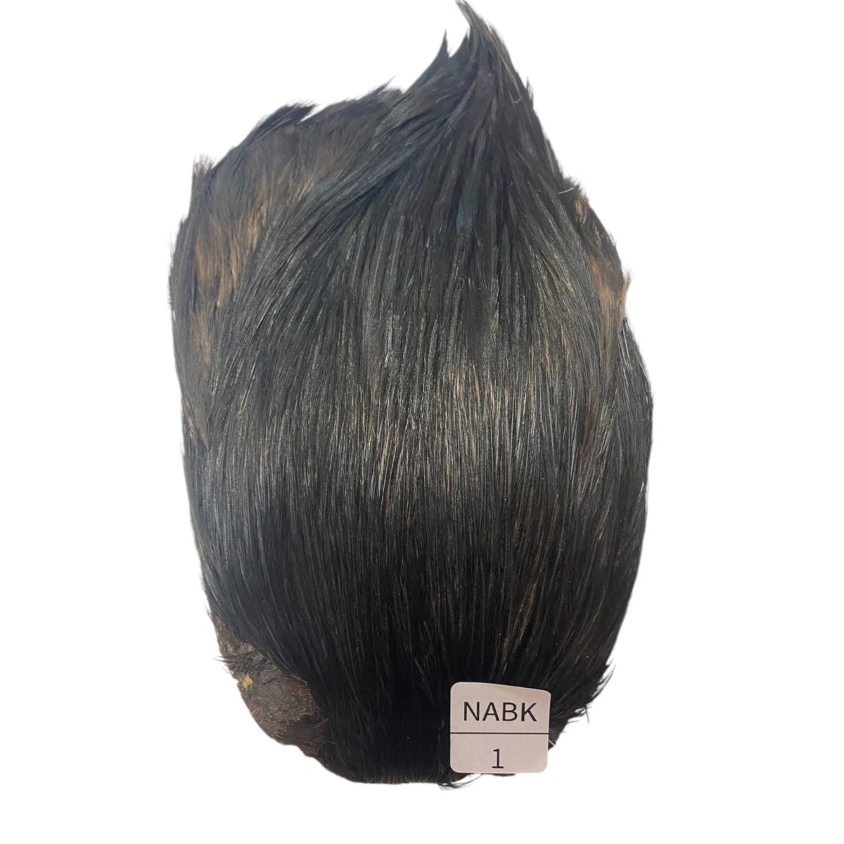 画像1: インドコックケープ India Cock Neck Cape　ナチュラルブラック　NO1 (1)