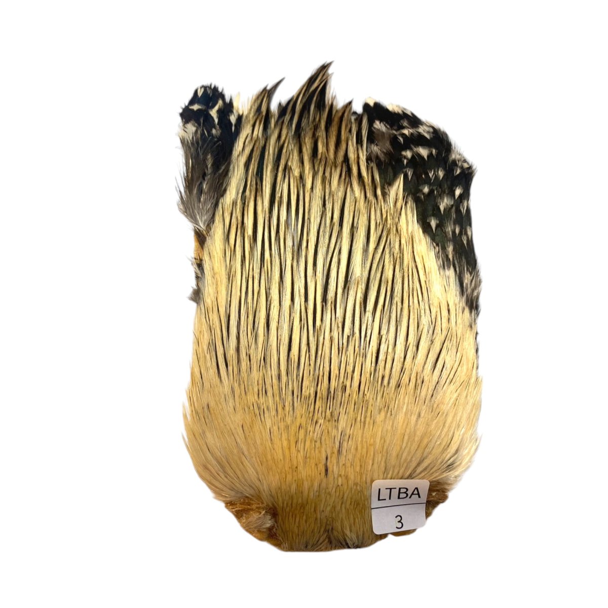 画像1: インドコックケープ India Cock Neck Cape　　ライトバジャー　NO3 (1)