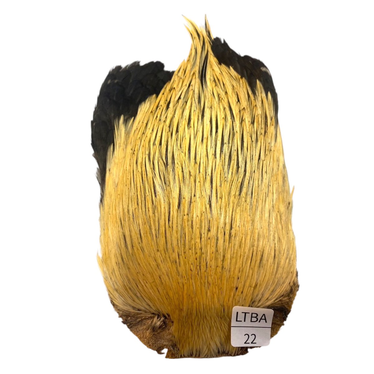画像1: インドコックケープ India Cock Neck Cape　　ライトバジャー　NO22 (1)