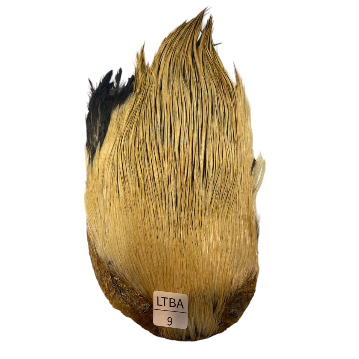 画像1: インドコックケープ India Cock Neck Cape　　ライトバジャー　NO9 (1)