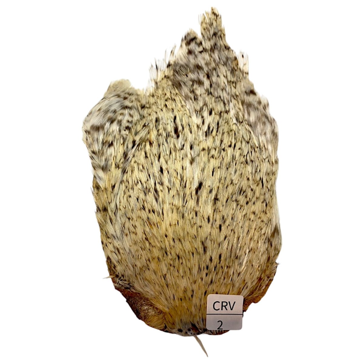 画像1: インドコックケープ India Cock Neck Cape　　クリームバリアント　NO02 (1)