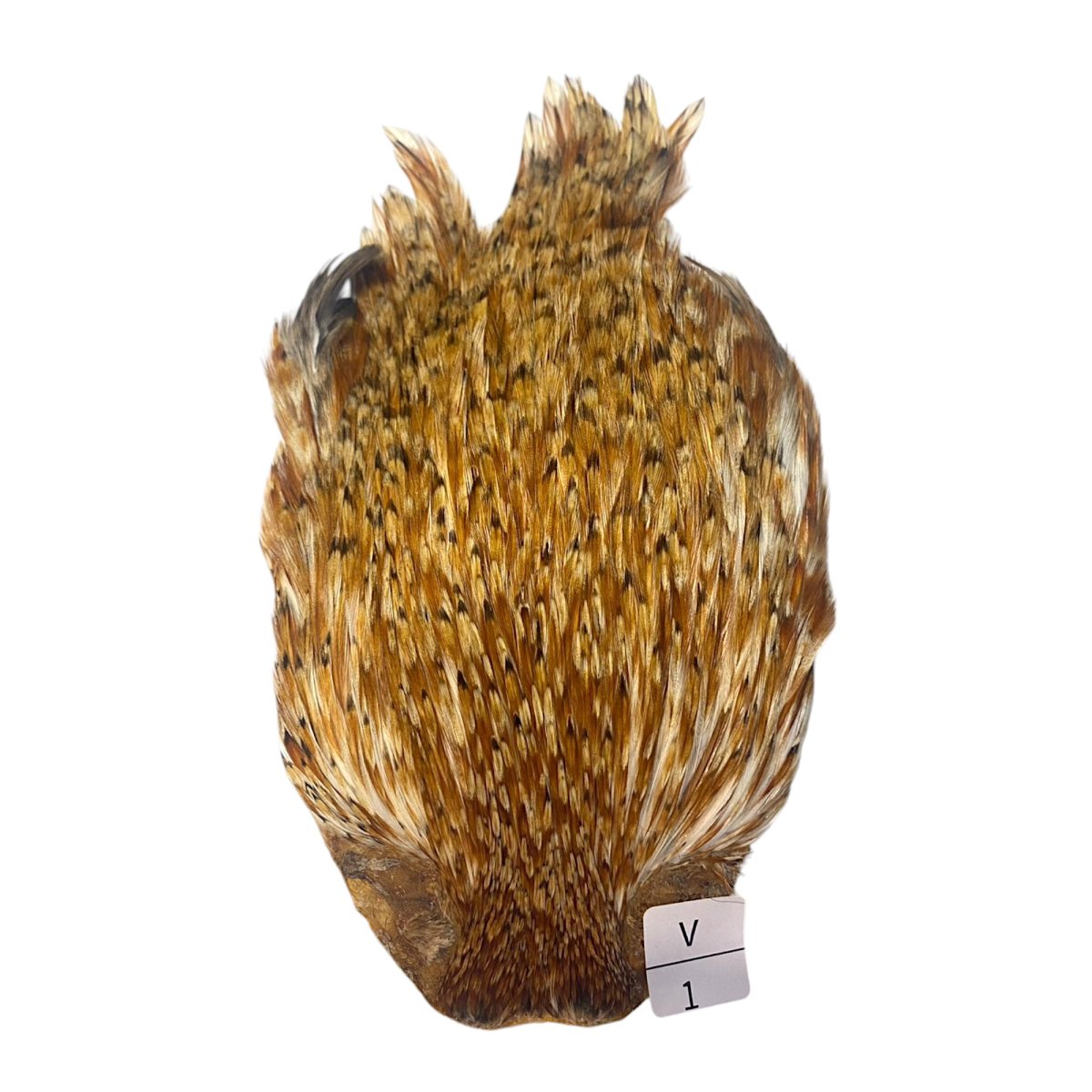 画像1: インドコックケープ India Cock Neck Cape　バリアント　NO1 (1)