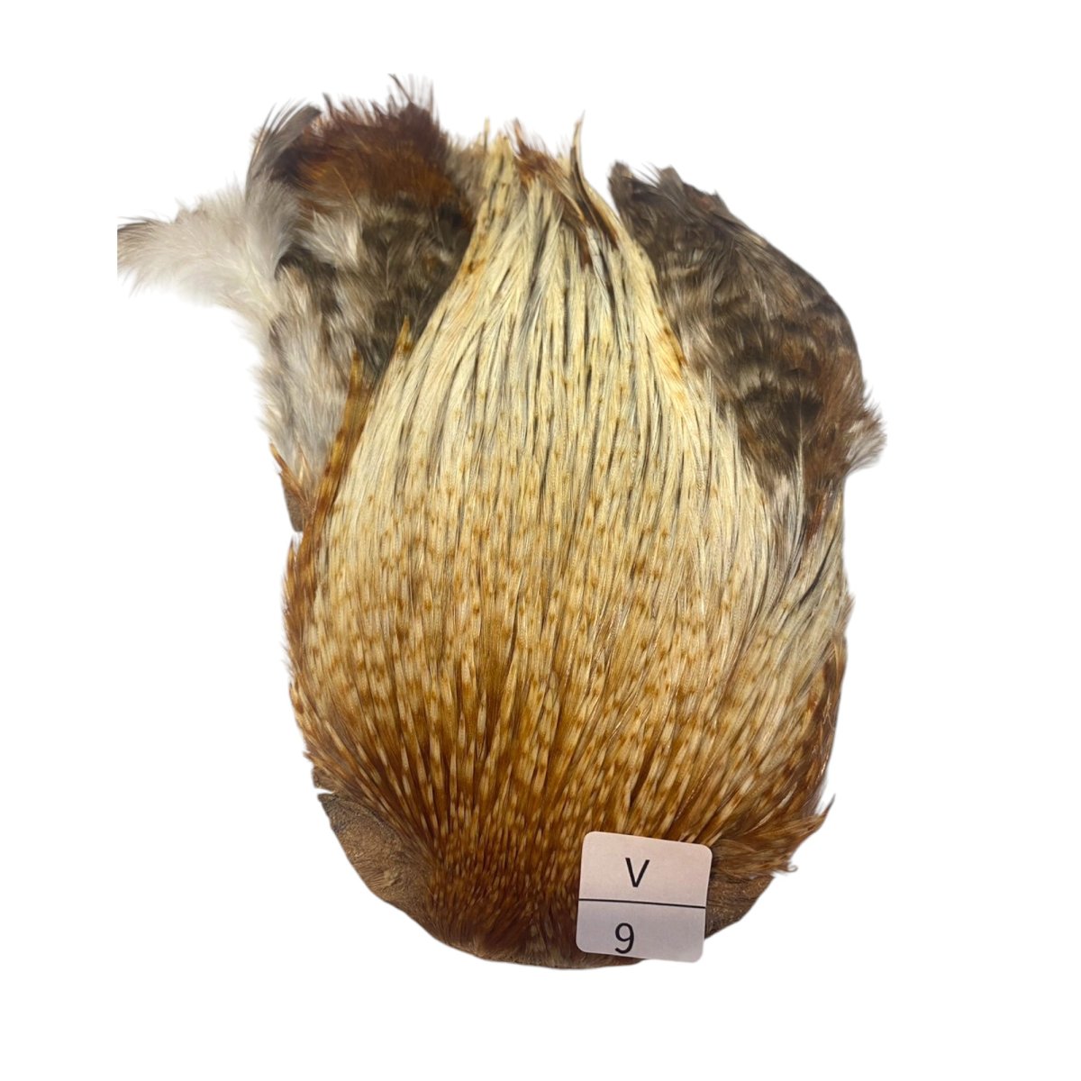 画像1: インドコックケープ India Cock Neck Cape　バリアント　NO9 (1)