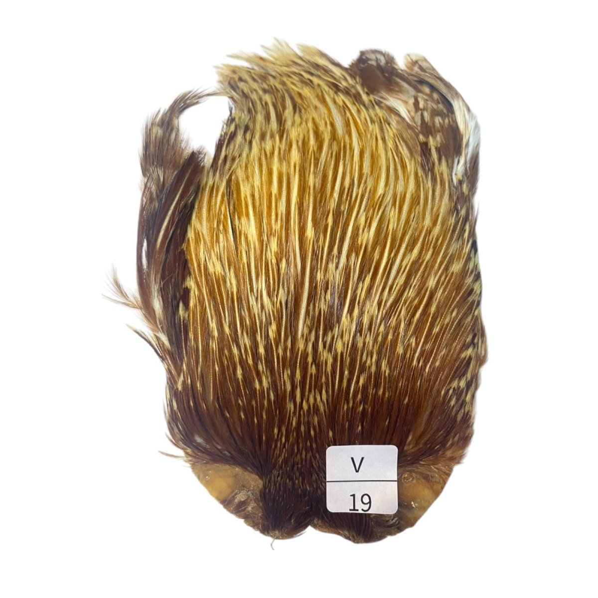 画像1: インドコックケープ India Cock Neck Cape　バリアント　NO19 (1)