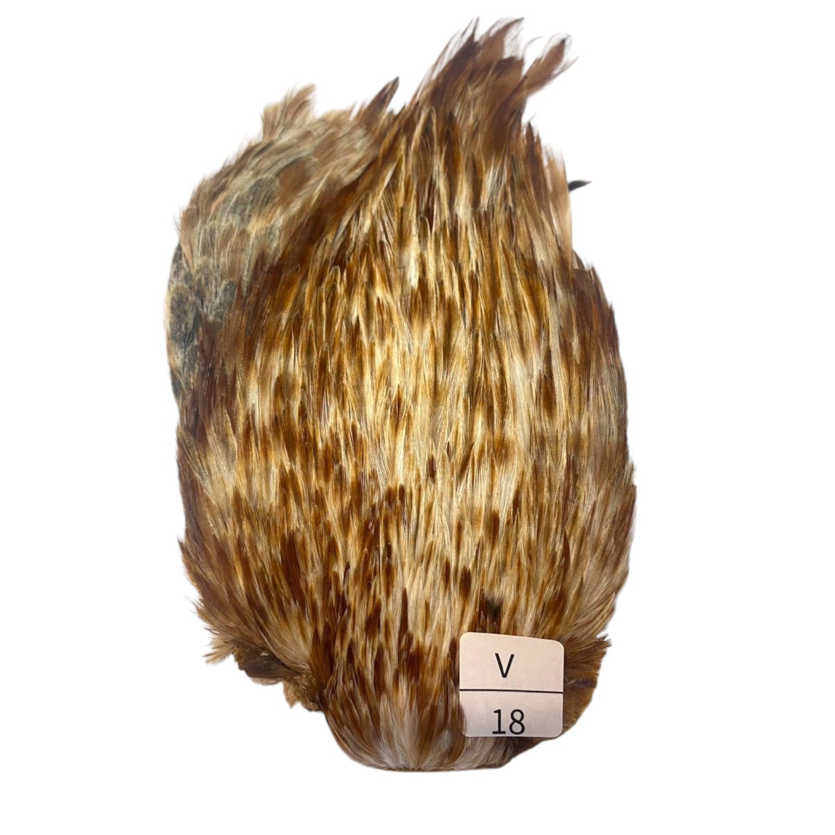 画像1: インドコックケープ India Cock Neck Cape　バリアント　NO18 (1)