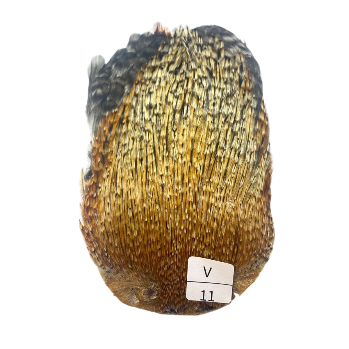 画像1: インドコックケープ India Cock Neck Cape　バリアント　NO11 (1)