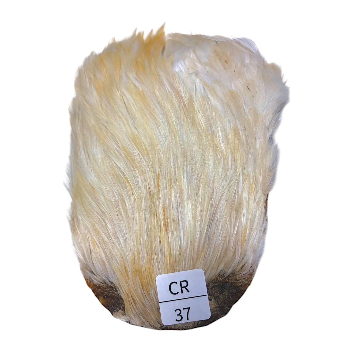 画像1: インドコックケープ India Cock Neck Cape　　クリーム　NO37 (1)