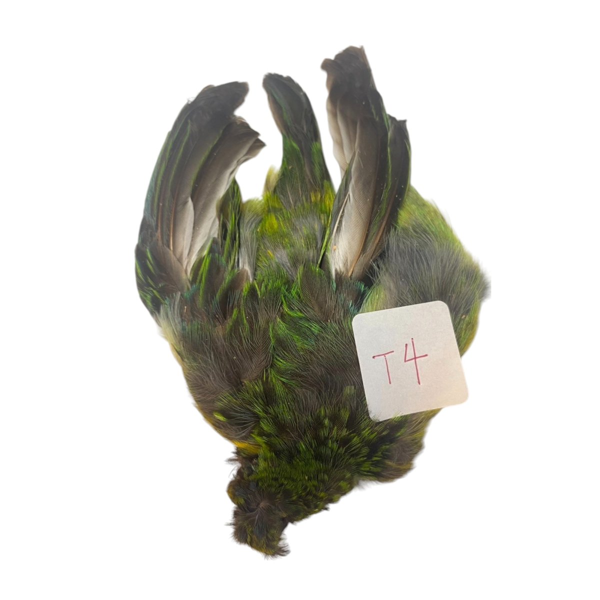 画像7: CANAL  キャナル タナガー TANAGER complete (7)