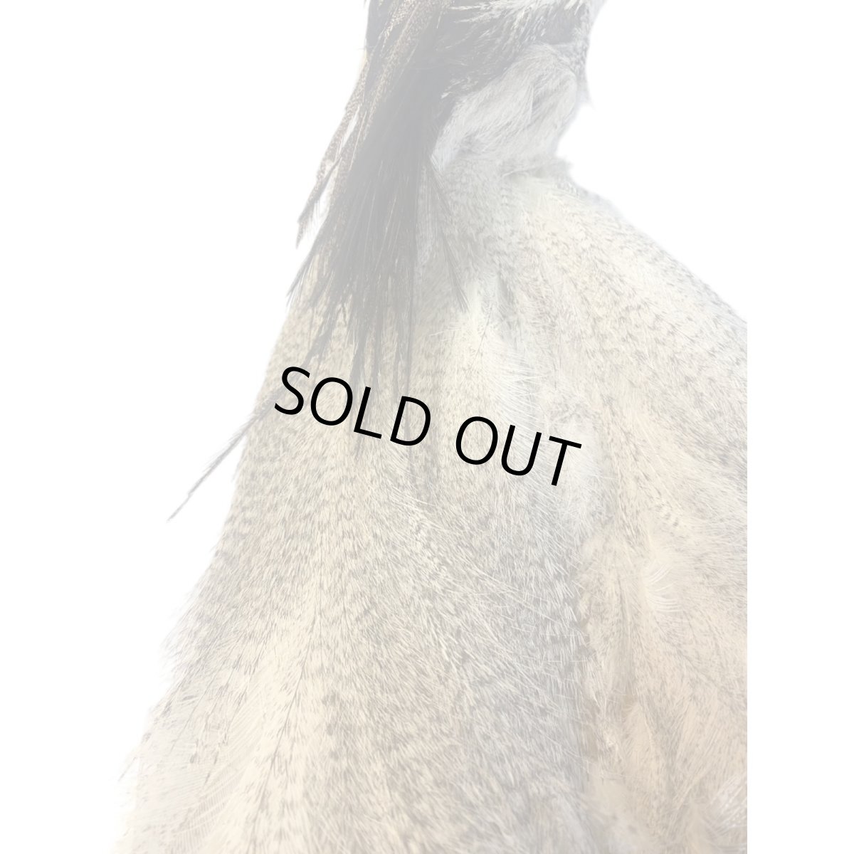 画像8: CANAL キャナル コーリーバスタードヘッド (8)