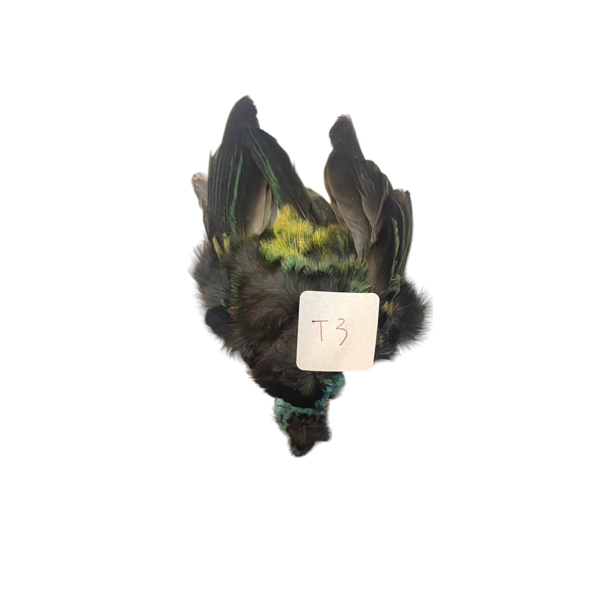 画像5: CANAL  キャナル タナガー TANAGER complete (5)