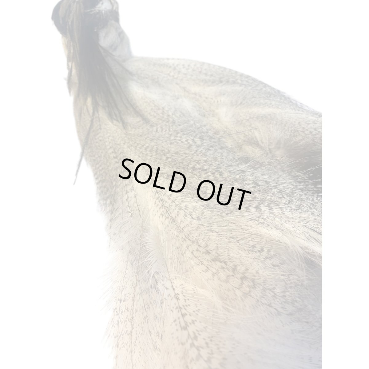 画像5: CANAL キャナル コーリーバスタードヘッド (5)