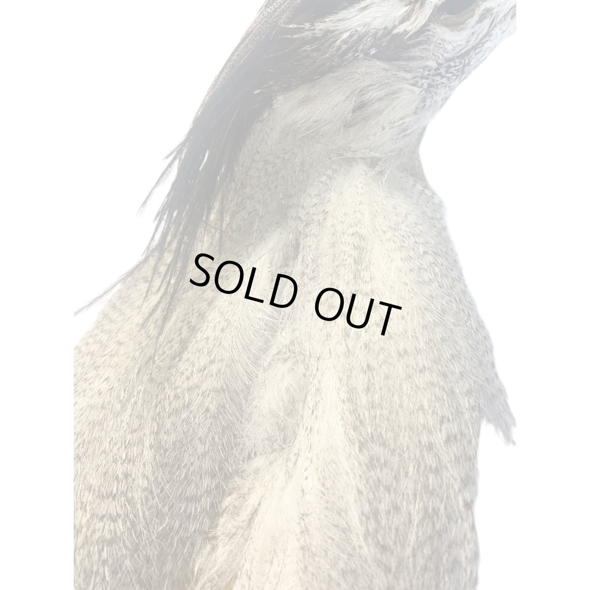 画像7: CANAL キャナル コーリーバスタードヘッド (7)